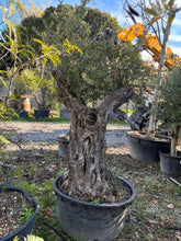 Olivier Centenaire Sujet Unique