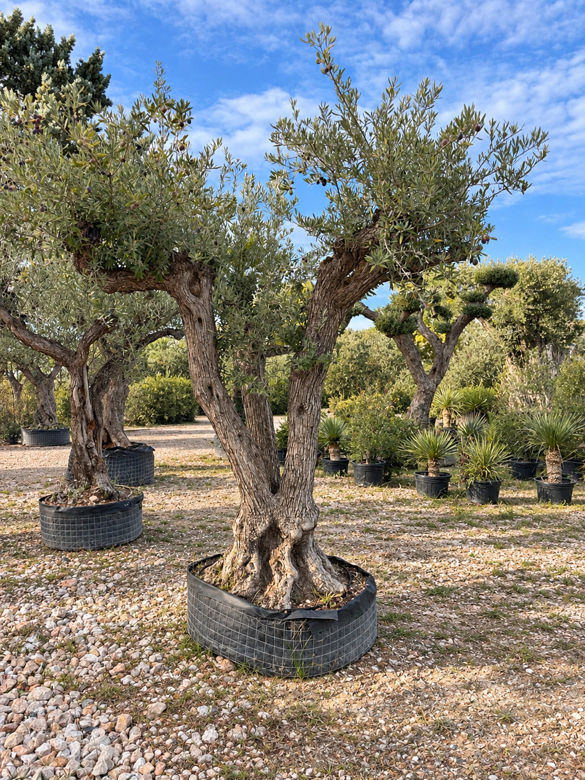 Olivier centenaire OL-157 – pépinière Royal Palm Aix
