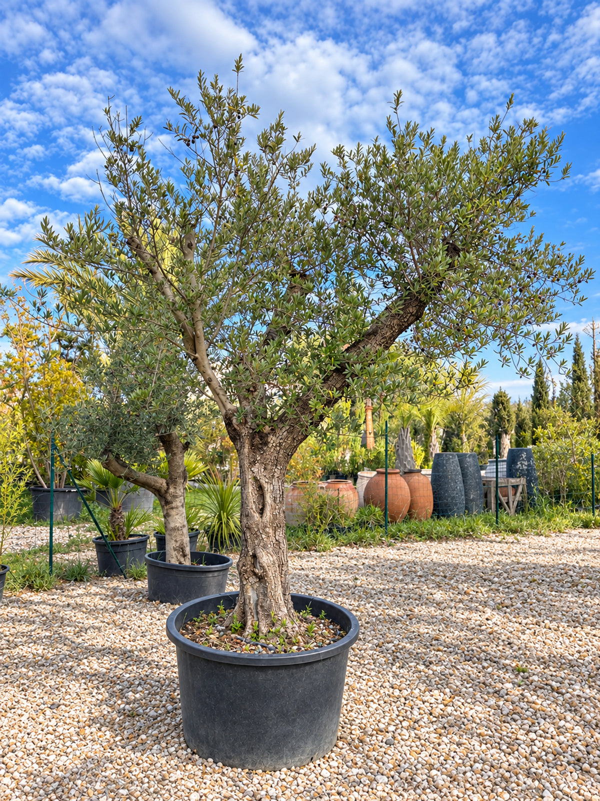Olivier centenaire OL-161 – pépinière Royal Palm Aix