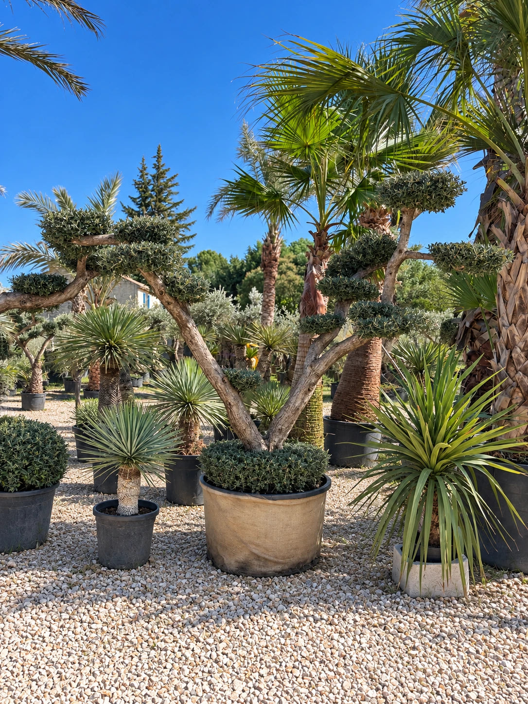 Olivier nuage OL-189 – pépinière Royal Palm Aix