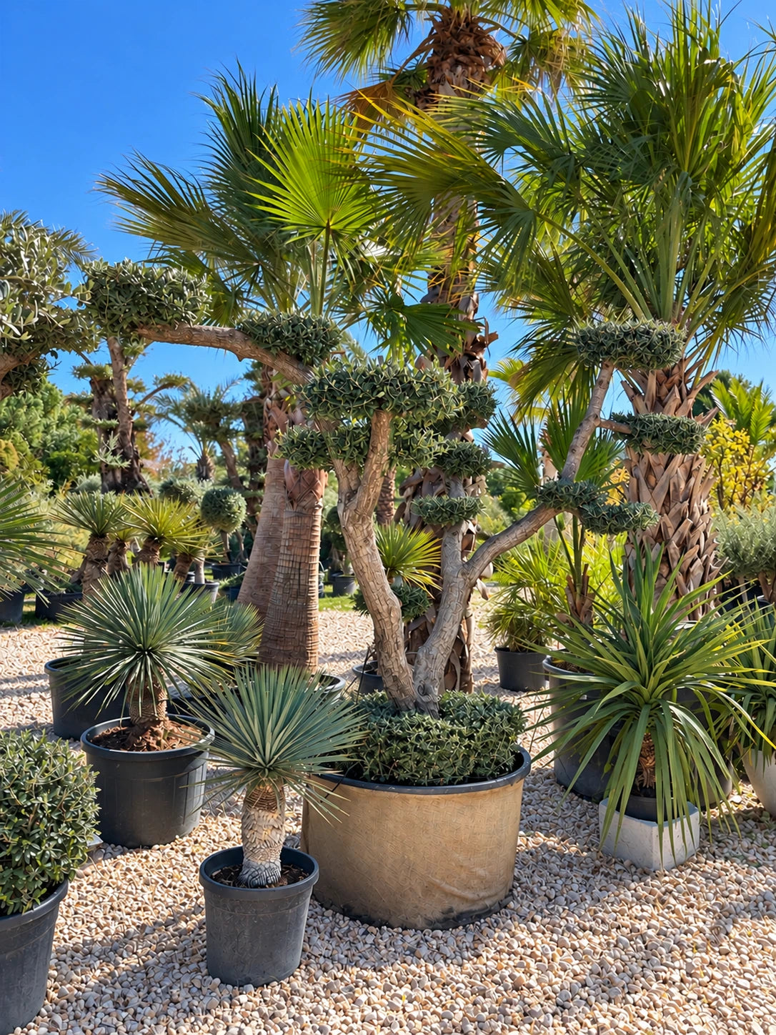 Olivier nuage OL-189 – pépinière Royal Palm Aix