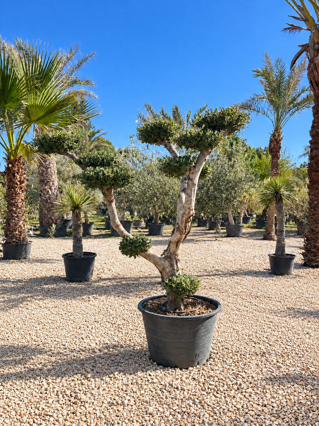 Olivier nuage OL-191 – pépinière Royal Palm Aix