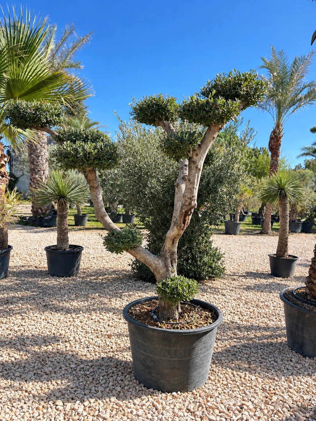 Olivier nuage OL-191 – pépinière Royal Palm Aix