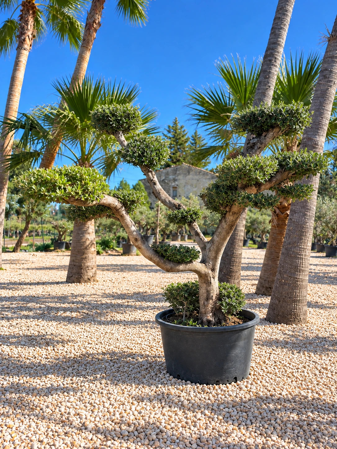 Olivier nuage OL-193 – pépinière Royal Palm Aix