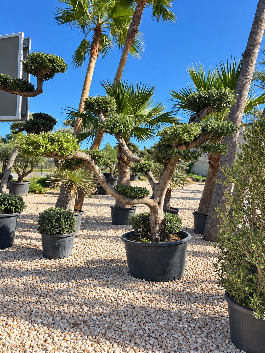 Olivier nuage OL-193 – pépinière Royal Palm Aix