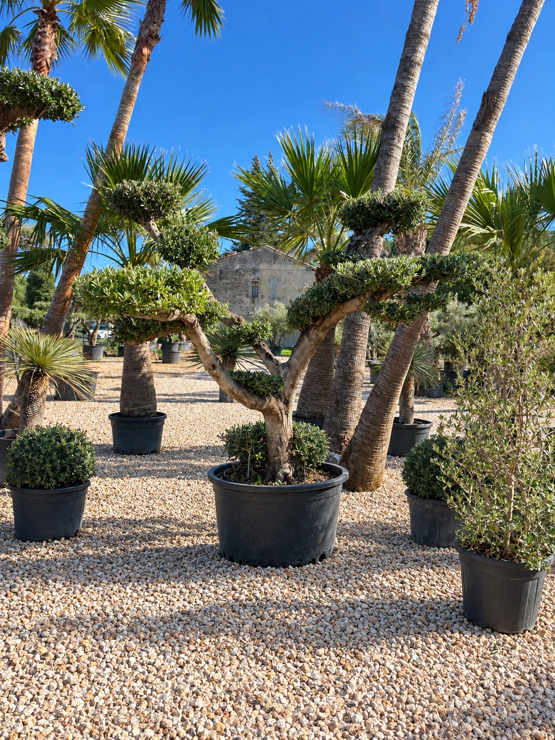 Olivier nuage OL-193 – pépinière Royal Palm Aix