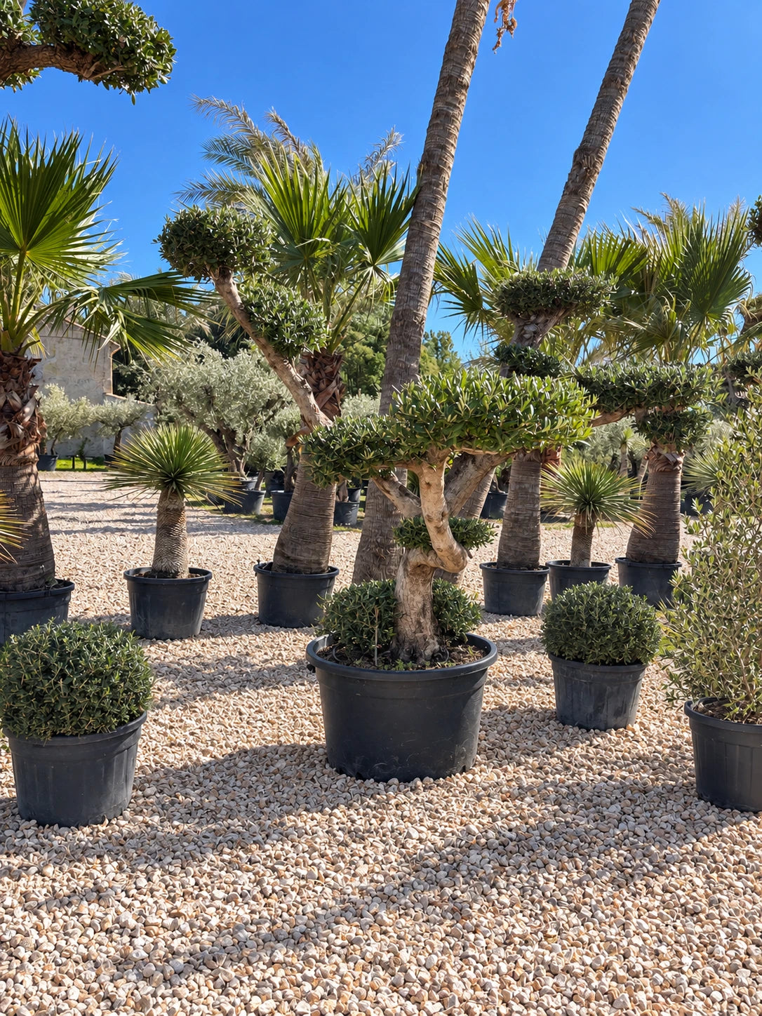 Olivier nuage OL-193 – pépinière Royal Palm Aix