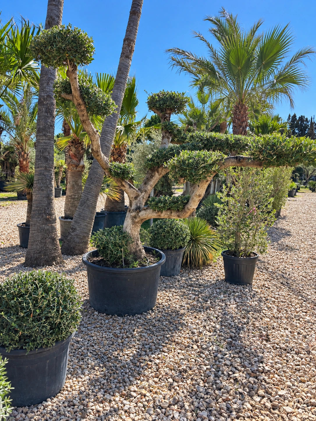 Olivier nuage OL-193 – pépinière Royal Palm Aix