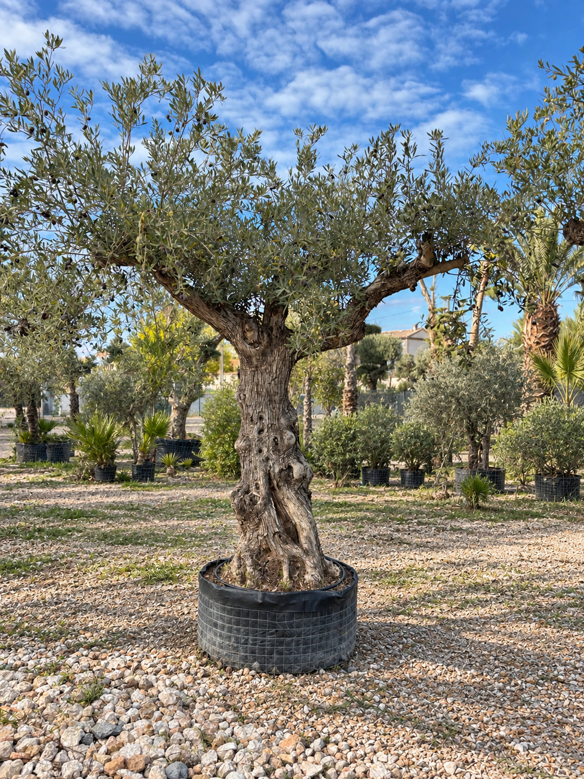 Olivier centenaire OL-222 – pépinière Royal Palm Aix
