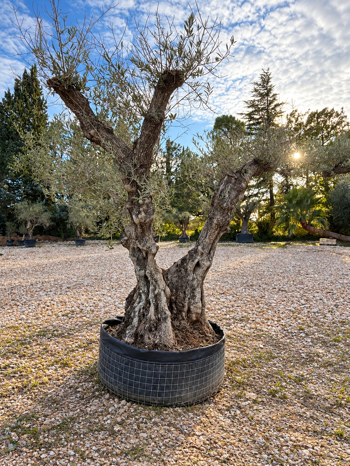 Olivier centenaire OL-223 – pépinière Royal Palm Aix