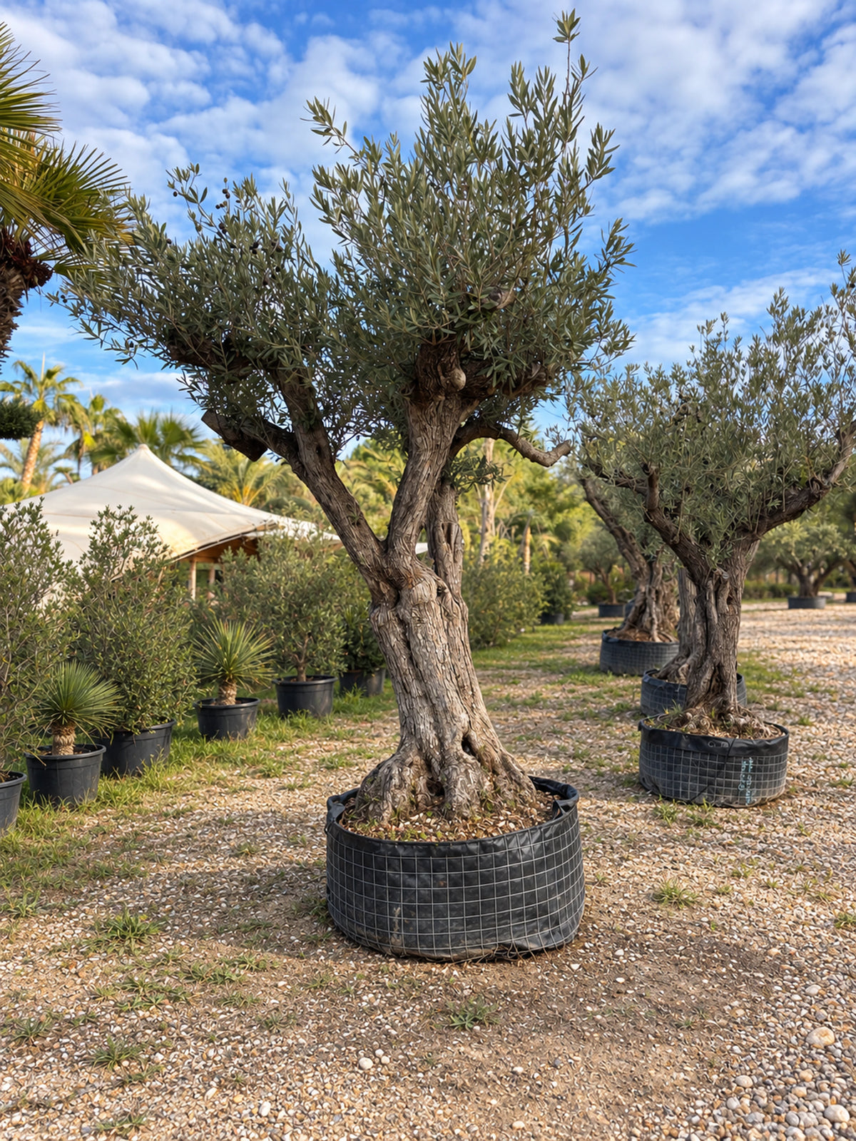 Olivier centenaire OL-224 – pépinière Royal Palm Aix