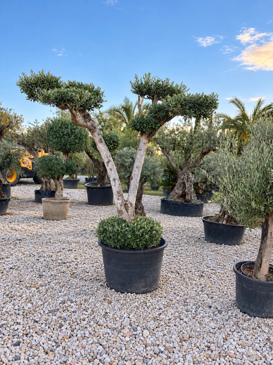 Olivier nuage OL-227 – pépinière Royal Palm Aix