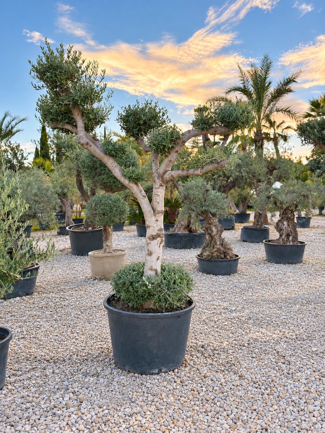 Olivier nuage OL-228 – pépinière Royal Palm Aix