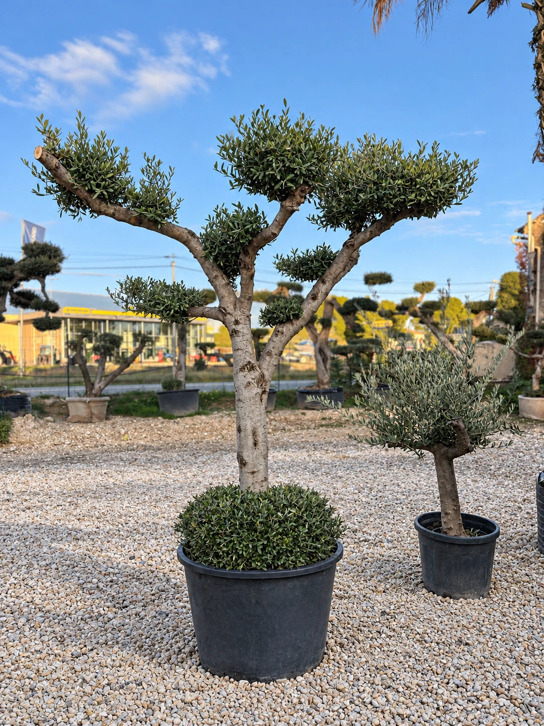 Olivier nuage OL-228 – pépinière Royal Palm Aix