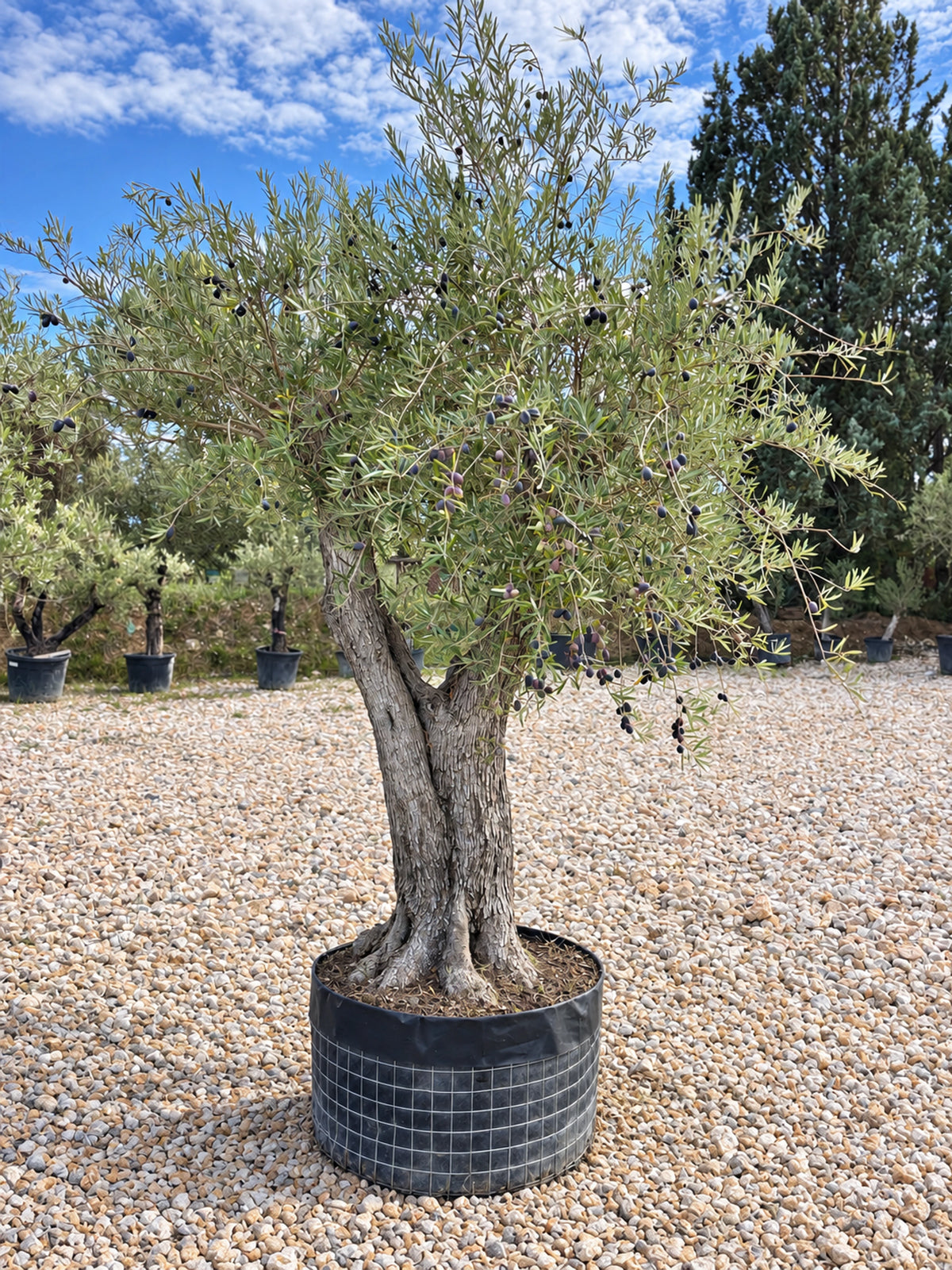 Olivier centenaire OL-45 – pépinière Royal Palm Aix
