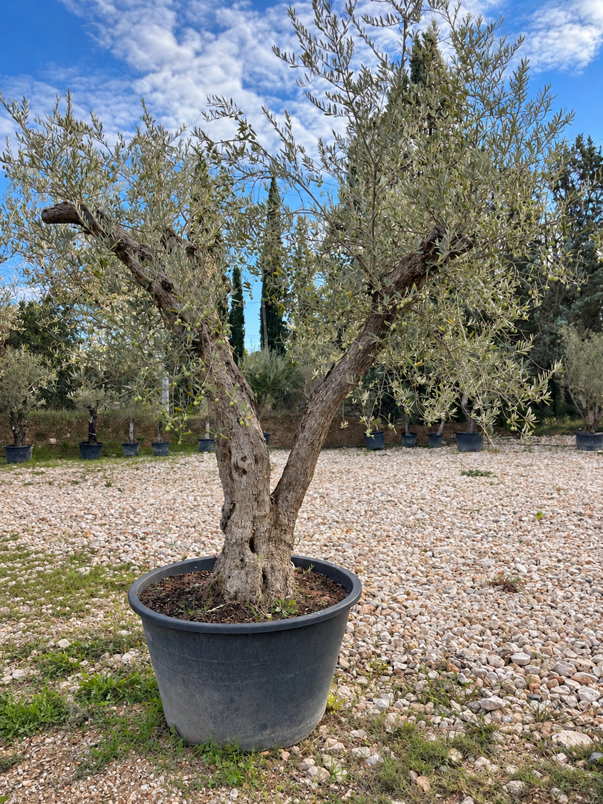 Olivier centenaire OL-79 – pépinière Royal Palm Aix
