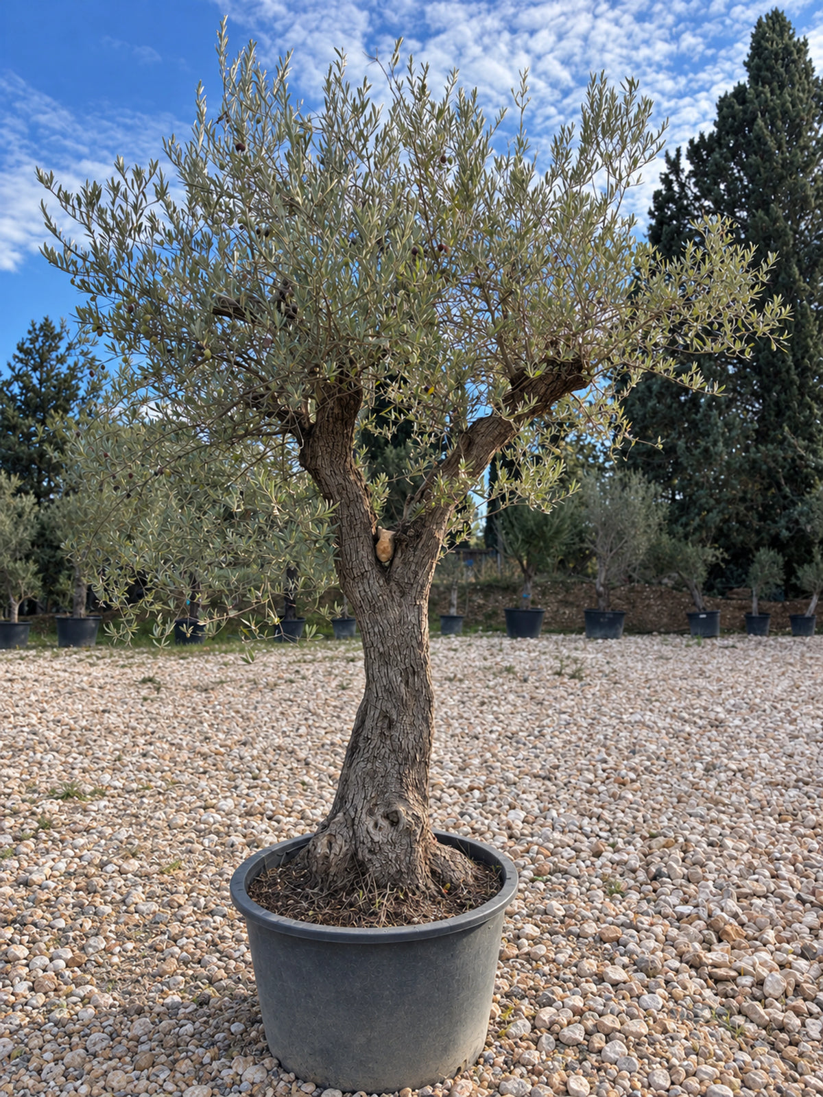 Olivier centenaire OL-86 – pépinière Royal Palm Aix