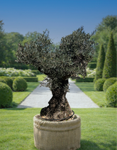 olivier centenaire charpente marquée Olivier centenaire – Charpente ma