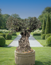 Olivier centenaire élégant intérieur extérieur dans un jardin bien entretenu avec des haies taillées.