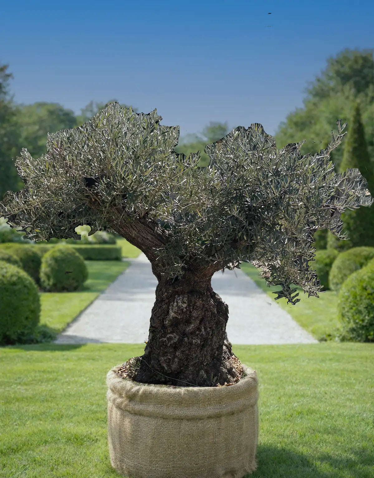 Olivier centenaire élégant intérieur extérieur en pot, arbre décoratif dans un jardin avec une silhouette équilibrée.