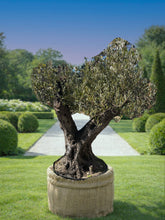 olivier centenaire tronc sculpté naturel Olivier centenaire –