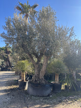 Olivier Multicentenaire