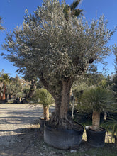 Olivier Multicentenaire