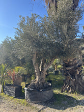 Olivier Multicentenaire