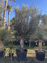 Olivier de production et d'ornement