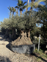 Olivier millénaire type Roca