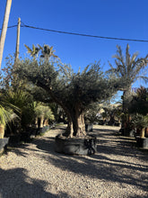 Olivier millénaire 1500 ans