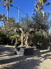 Olivier millénaire 1400 ans