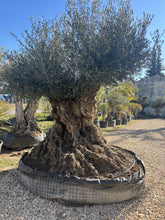 Olivier Millénaire type rocher