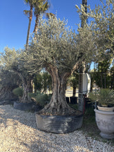 Olivier d'ornement multi centenaire