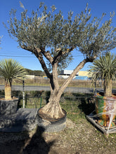 Olivier d'architecte