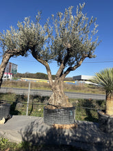 Olivier centenaire d'architecte