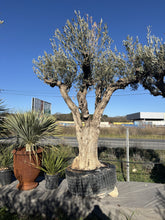 Olivier Picual d'ornement