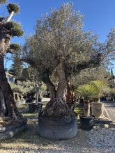 Olivier Multicentenaire 700 ans