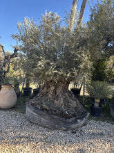 Olivier millénaire Roca