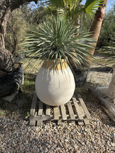Vase biot avec Yucca Rostrata