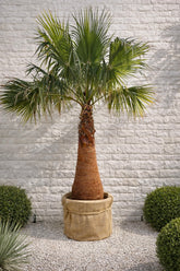 Palmier Washingtonia Robusta 2m/ 3m - Offre exceptionnelle