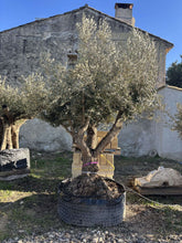 Olivier multi centenaire d'architecte 250 ans