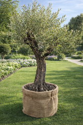 Olivier Centenaire Forme Naturelle