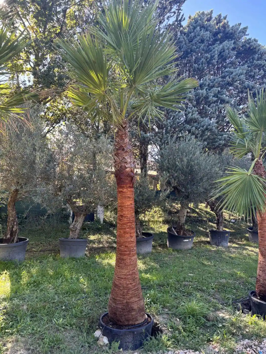 Royal Palm Aix
