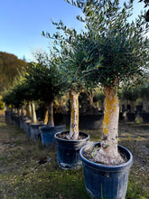 Olivier de production