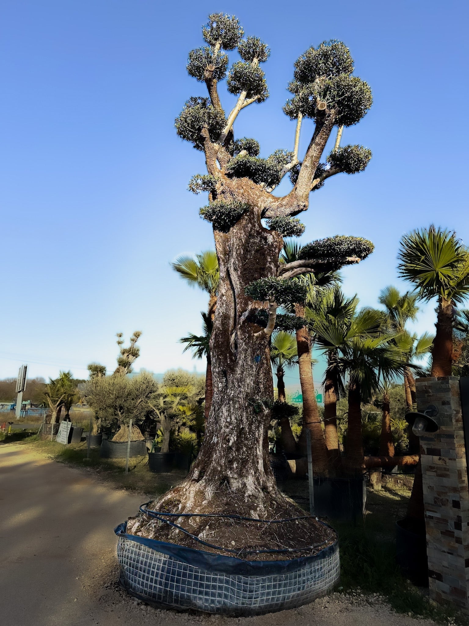 Olivier millénaire 2000 ans