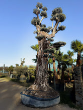 Olivier millénaire 2000 ans