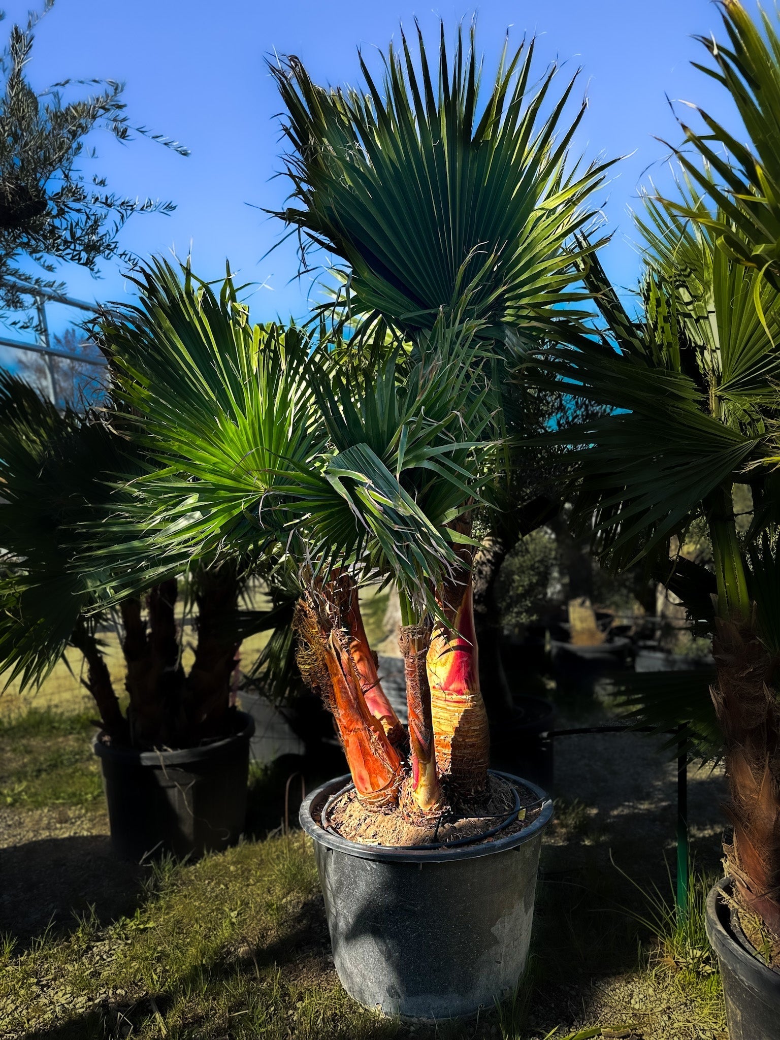 Palmier washingtonia robusta écorcé 5troncs
