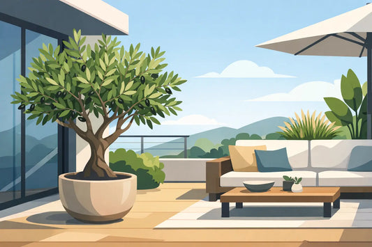 Quel olivier pour terrasse ? Le bon choix