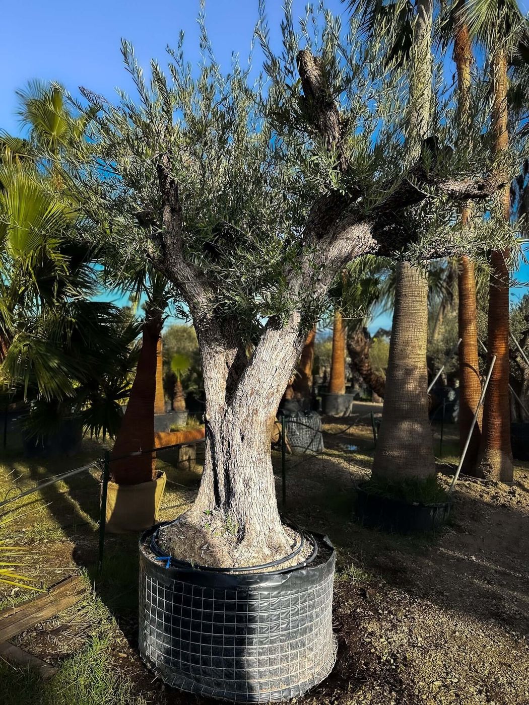 Olivier centenaire Zaragoza